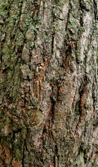 Bark of pine tree.