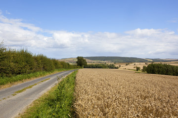 scenic summer wheat field