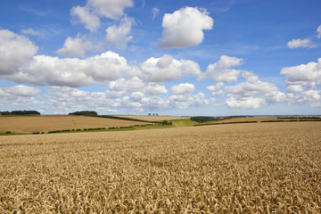 summer wheat fields