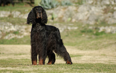 Black English Setter dog