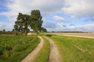 poplar trees and farm track