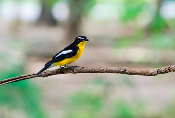 Yellow-rumped flycatcher
