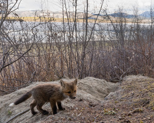 Young red fox puppy explores outside den
