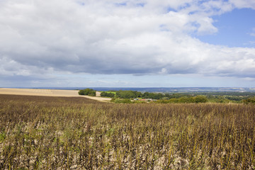 yorkshire wolds scenery and bean crop