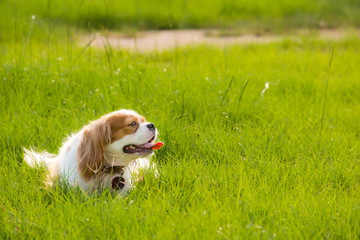 Happy dog relaxing in a park