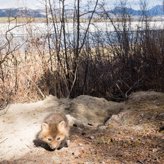 Young red fox puppy explores outside den