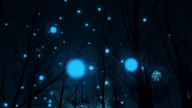 Magic night in silhouette of forest and blue fantasy lights move up.