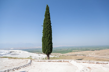 Cypress and travertine in Pamukkale, Turkey
