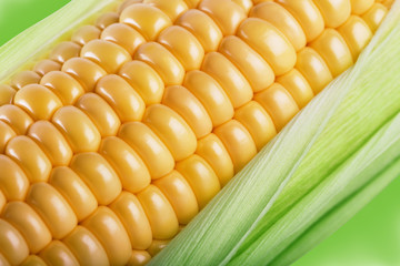 Fragment of a cob of ripe corn in leaves