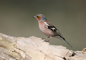 Portrait  male of The common chaffinch (Fringilla coelebs) on the stump. 