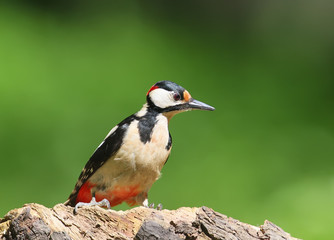 Male great spotted woodpecker on the feeder. Close up portrait