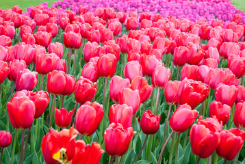 Tulip. Beautiful bouquet of tulips