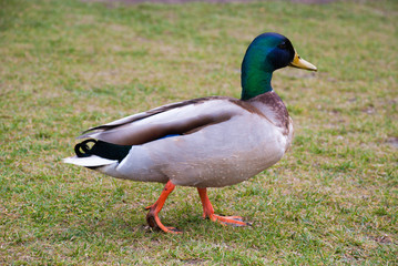 Naklejka na ściany i meble Closeup view of mallard duck