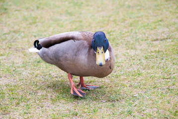 Closeup view of mallard duck