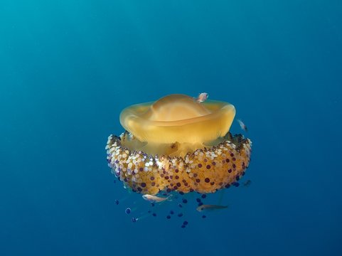 M&eacute;duse oeuf-au-plat avec chinchard pr&egrave;s de Nice