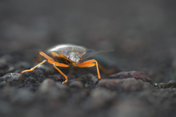 Macro of a shieldbug with illuminated legs