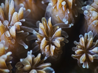 Coral polyps close, Nahaufnahme von Korallenpolypen
