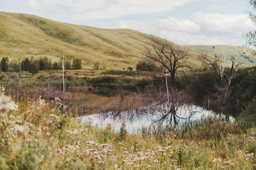 Several dead dry trees next to waterlogged rushy pond reflecting in the water with beautiful autumn landscape around: hills in distance, overcast sky, Altai district, Russia