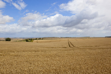 Fototapeta premium undulating wheat fields