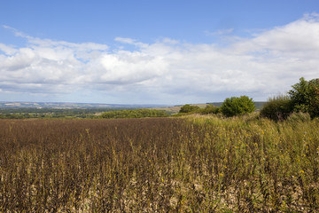 yorkshire wolds bean crop