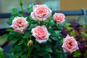 Delicate fresh pink roses with raindrops on petals