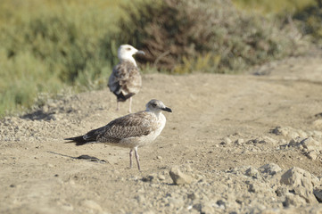 aves y naturaleza en las marismas del guadalquivir