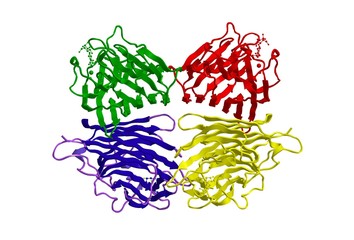 Molecular structure of peanut lecitin, 3D rendering