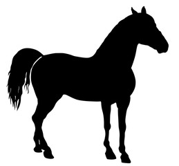 Elegant horse silhouette, vector illustration , horse race, isolated on white background. 