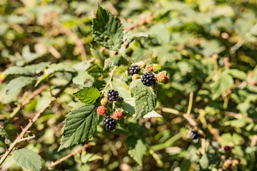 Wild Organic Blackberries Growing on Blackberry Bush. Blackberries against a green background of forest