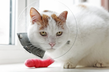 Old cat with a sick paw with cone collar.