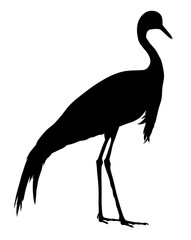 Demoiselle crane