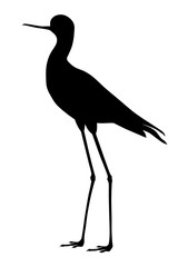 Black winged stilt