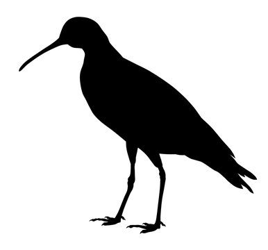 recommend clip art: Slender billed curlew