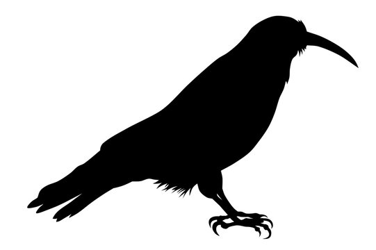 chough