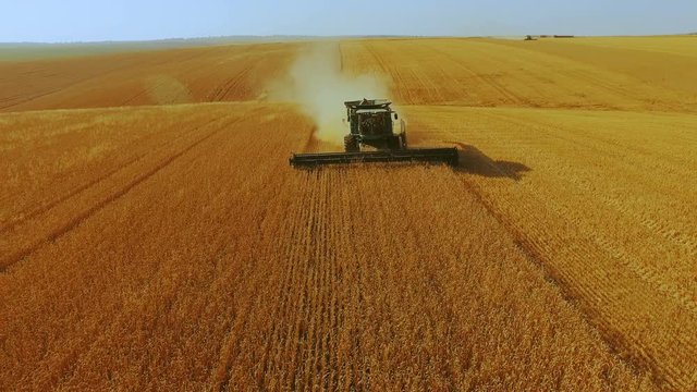 Front aerial view of modern combine harvester gathers the wheat crop in 4K