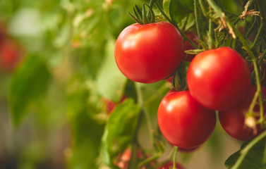 Fresh ripe red tomatoes hanging on the vine in a greenhouse