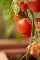Fresh ripe red tomatoes hanging on the vine in a greenhouse