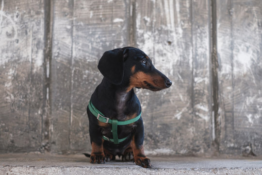 Dachshund Puppy