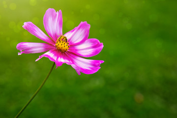 Obraz premium Pink cosmos flowers and bee.