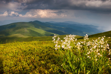 Carpathian panorama (Polonyna Borzava)