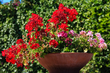 Fototapeta na wymiar Geranium in flowerpot outdoor.