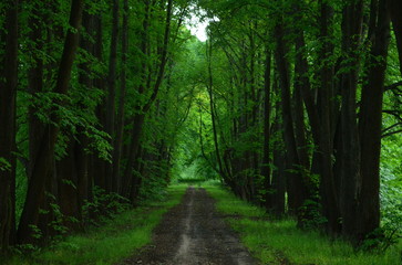 Road in the forest