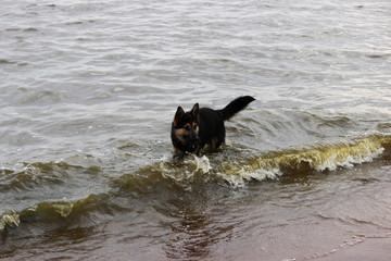 German Shepard dog play and run in the water over the beach on a overcast day.