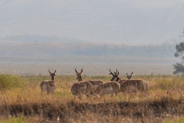 Pronghorns in the Rut