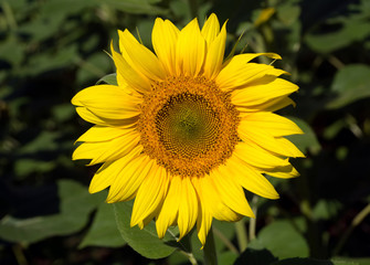 Fototapeta premium Sunflowers