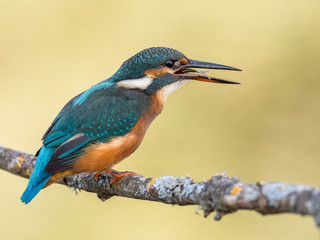 Kingfisher bird (Alcedo atthis) eating a fish