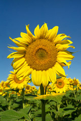 Naklejka premium Sunflowers
