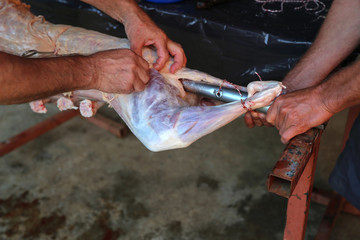 The carcass of the goat is fried on a spit / Preparation of lamb for frying on a spit (Croatia)