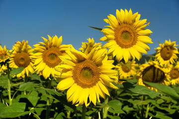 Obraz premium Sunflowers