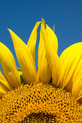 Obrazy na Szkle  Sunflowers